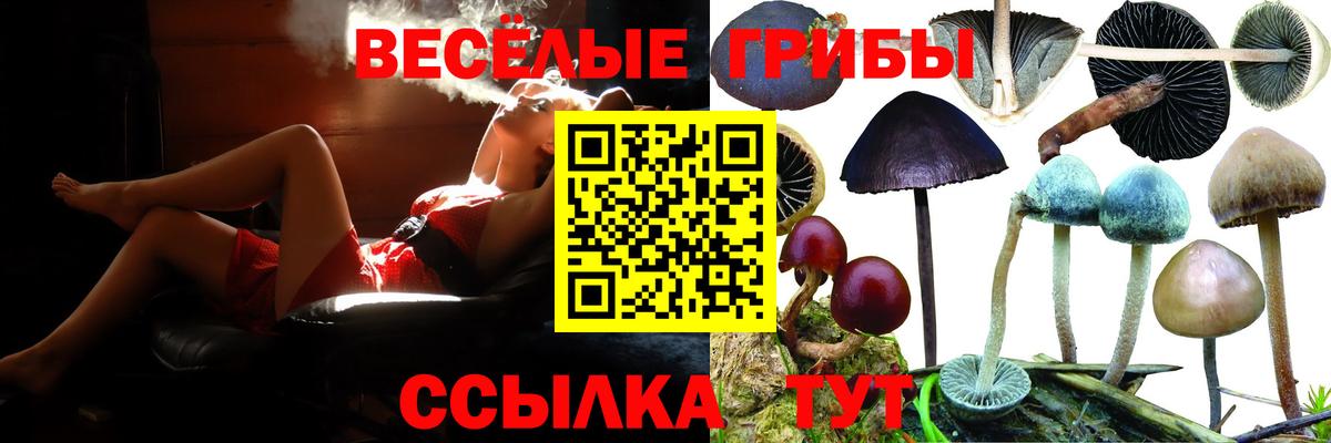 Галлюциногенные грибы Psilocybine cubensis Гусев